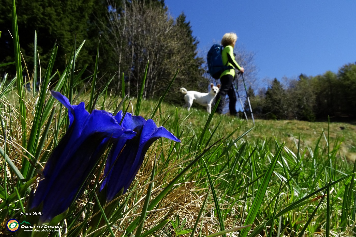 39 Genziana di Clusius (Gentiana Clusii).JPG